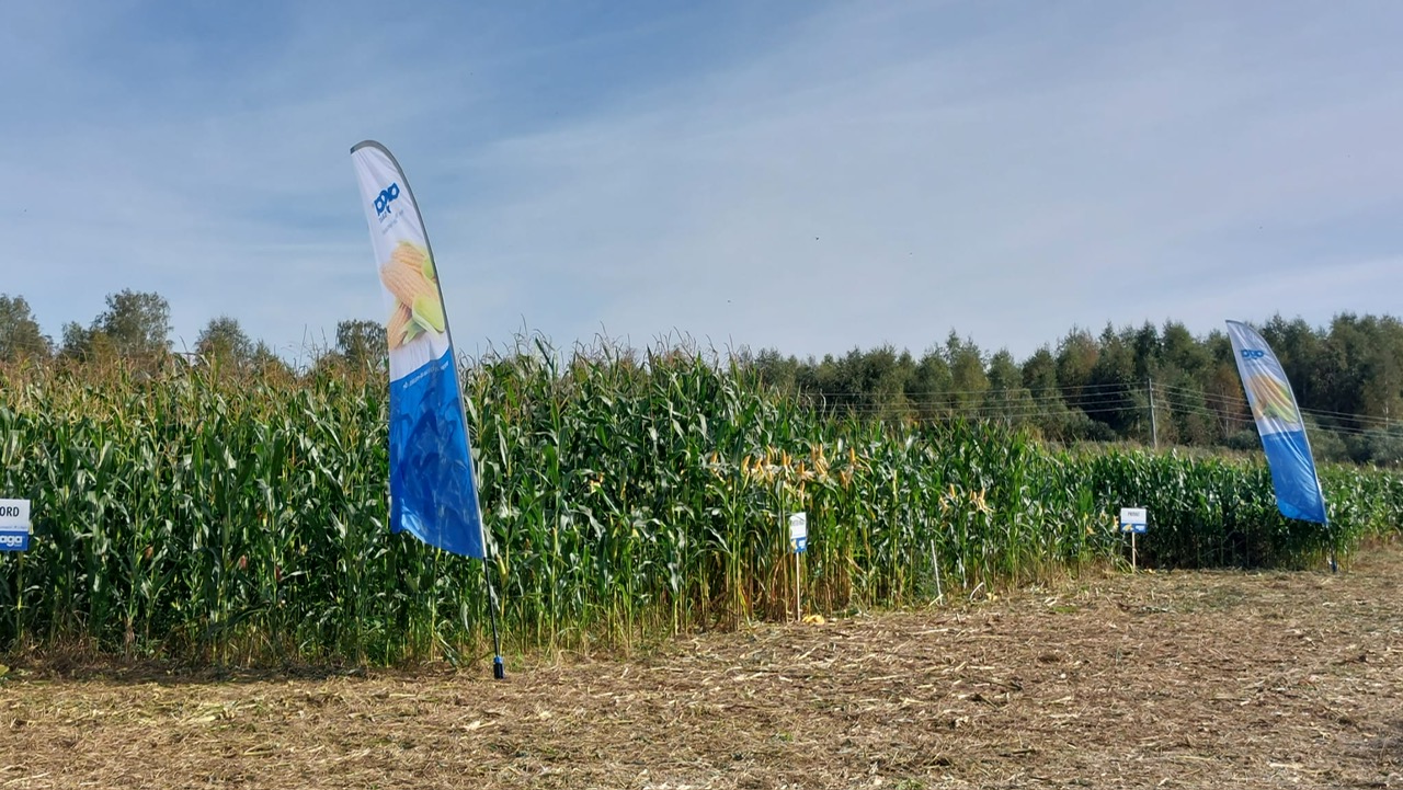 Kukurūzas lauku dienas