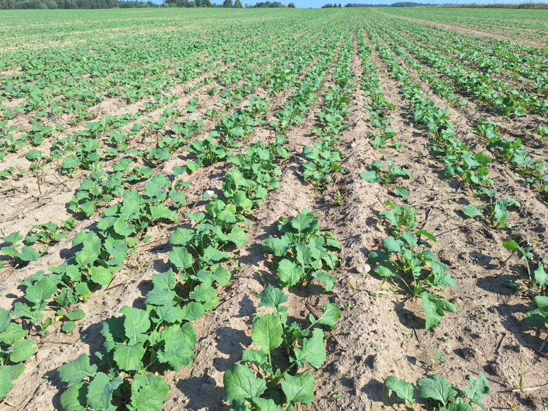 Kā izvēlēties rudens herbicīdus rapsī?