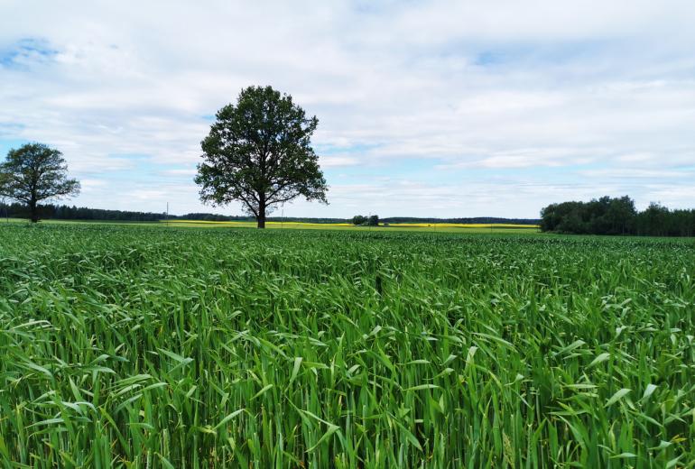 Anagro mēslošanas līdzekļu sortiments – mūsdienīga agronoma pieeja augu audzēšanā