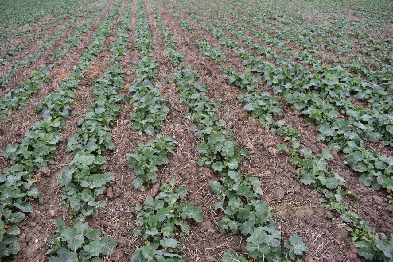 Kā izvēlēties rudens herbicīdus rapsī?