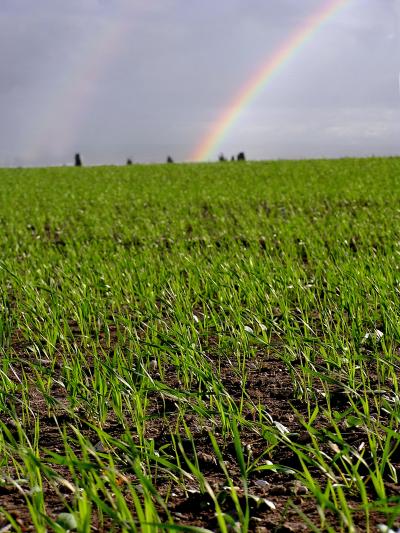 Linas Agro atklāj internetveikalu