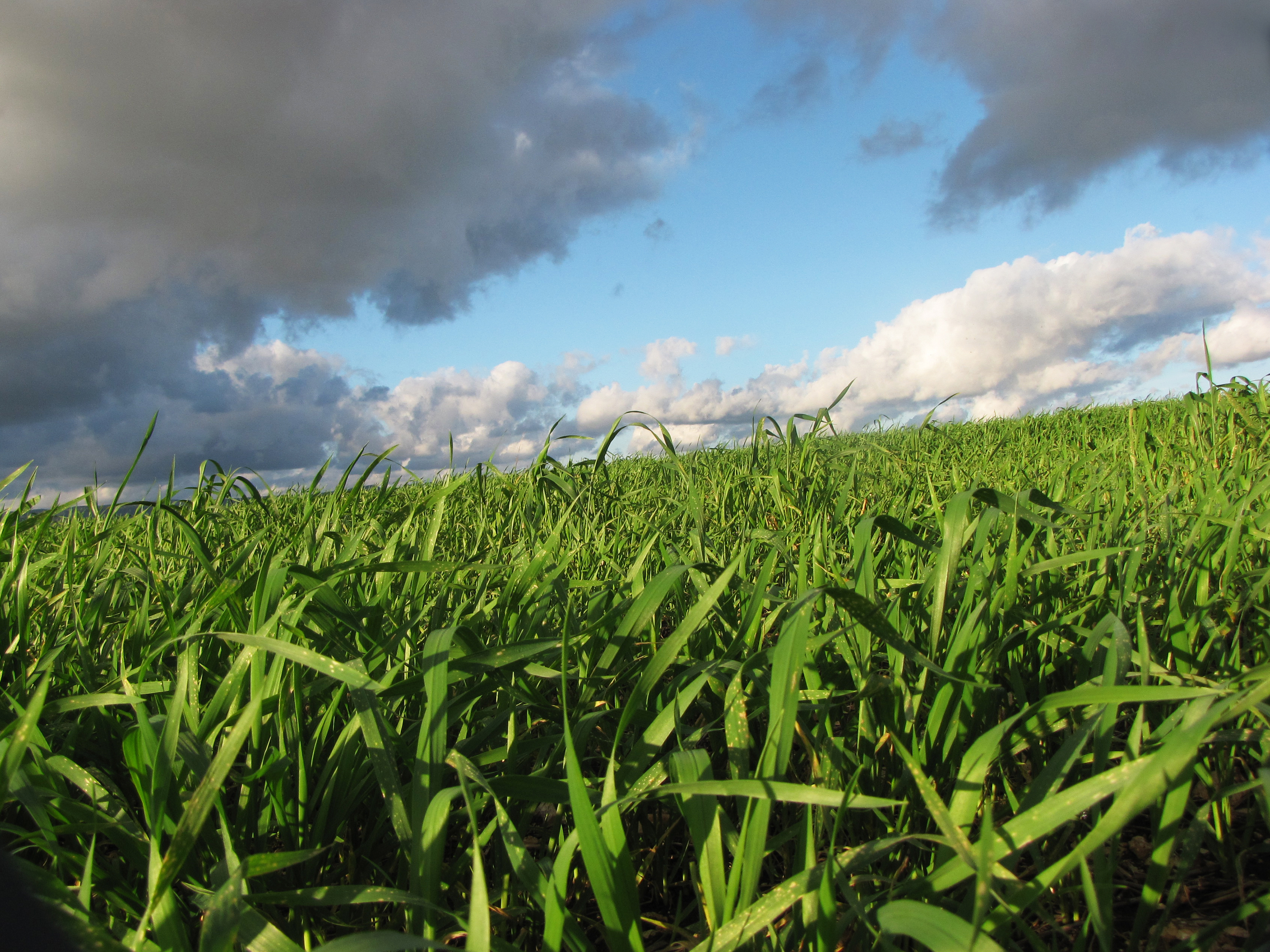 Syngenta iegādājas bioloģijas uzņēmumu Valagro