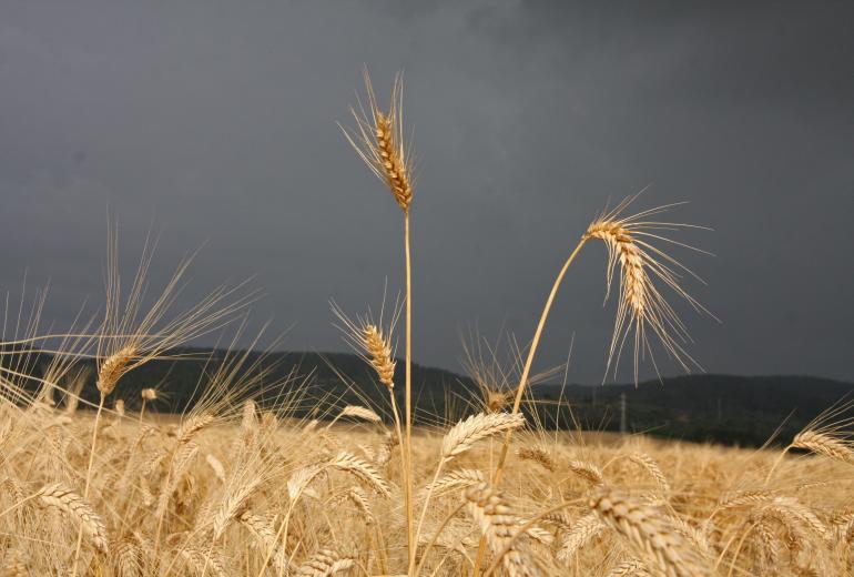 Yara Latvija publicē pirmo agronomijas tēmai veltīto podkāstu