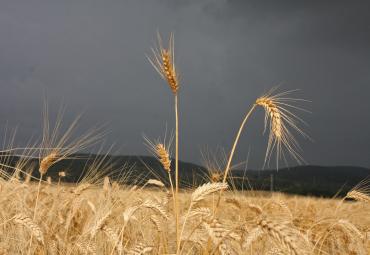 Yara Latvija publicē pirmo agronomijas tēmai veltīto podkāstu